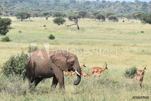 Picture of Elephant and Gazelle